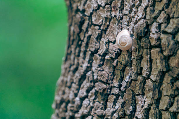 A small white snail standing on the trunk of a plane tree.