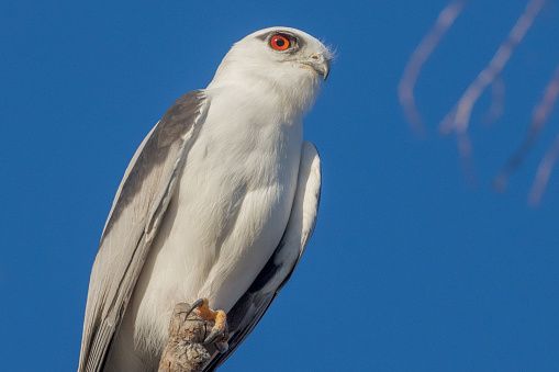 Stunning raptor with bright red eye.