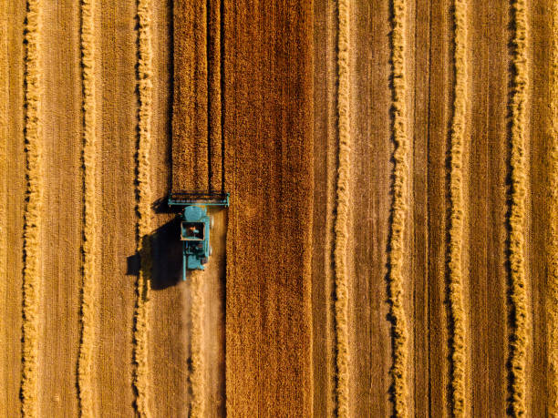 istock Harvesting wheat. Drone view directly above 1423943788