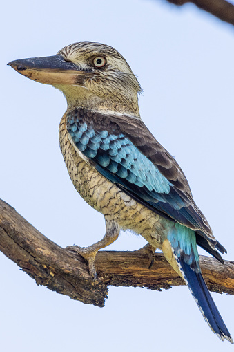Kingfisher Portrait\n\nPlease view my portfolio for other wildlife photos.