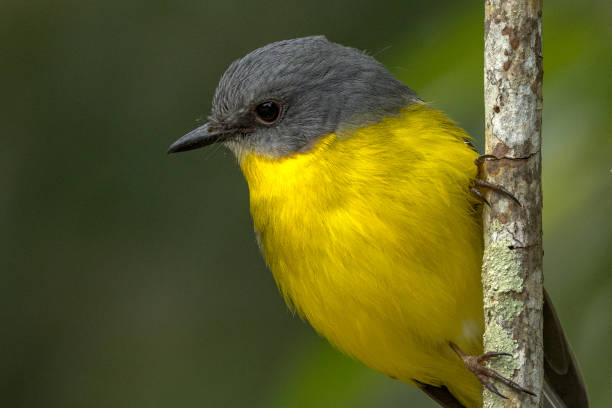 istock Eastern Yellow Robin in Queensland Australia 1423944238