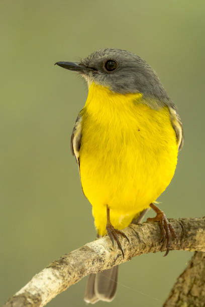 istock Eastern Yellow Robin in Queensland Australia 1423944243