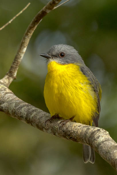 Eastern Yellow Robin in Queensland Australia