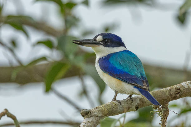 istock Forest Kingfisher in Queensland Australia 1423944314
