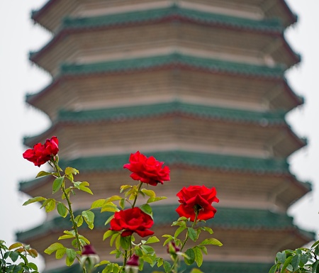 Red roses at front of Buddhist temple in outskirt of Beijing.