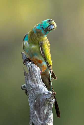 Very rare and endangered parrot only found on Cape York.