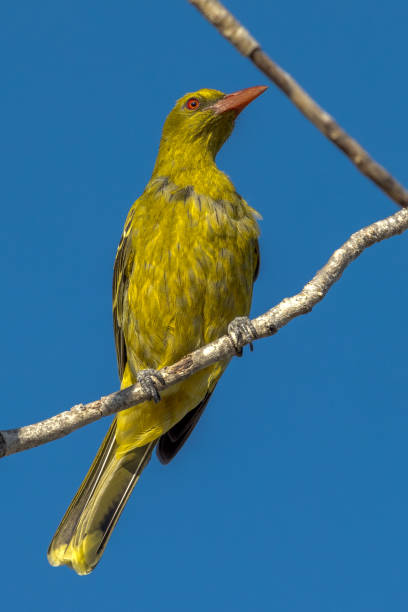 istock Green Oriole in Queensland Australia 1423944946