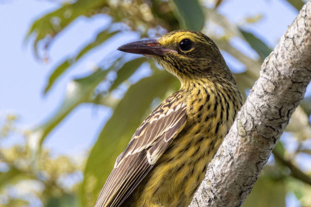 istock Green Oriole in Queensland Australia 1423944964