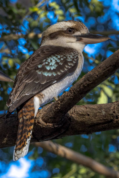 istock Laughing Kookaburra in Queensland Australia 1423945116