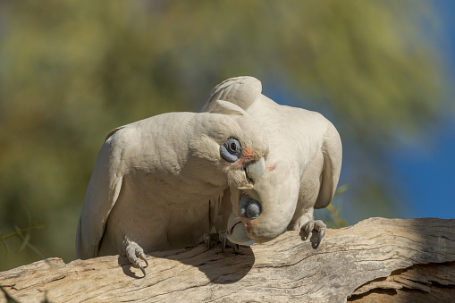 Loud and gregarious cockatoo with little facial colouring.