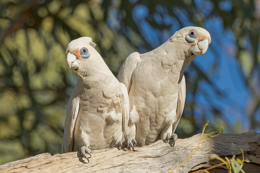 Names: Galah, Rose-breasted Cockatoo, Galah Cockatoo, Roseate Cockatoo