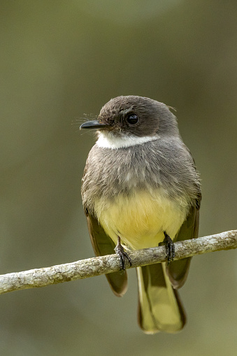 Large and shy fantail only found in tropical areas.