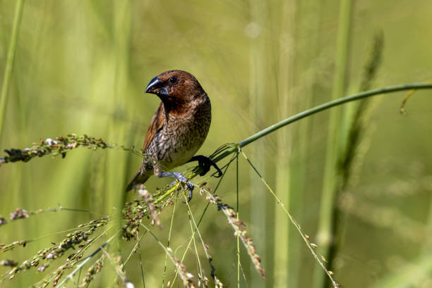 istock Nutmeg Mannikin in Queensland Australia 1423945780