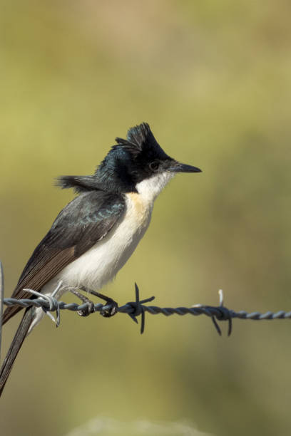 istock Paperbark Flycatcher in Queensland Australia 1423946238