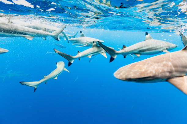 blacktip reef sharks carcharhinus melanopterus, rush hour near surface, palau, micronesia - tubarão cinzento dos recifes imagens e fotografias de stock