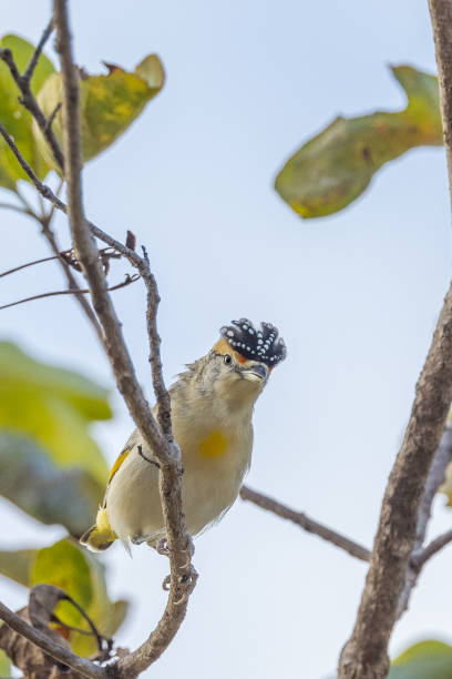 istock Red-browed Pardalote in Queensland Australia 1423946726