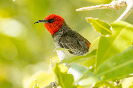 Rare honeyeater with bright red headed male.