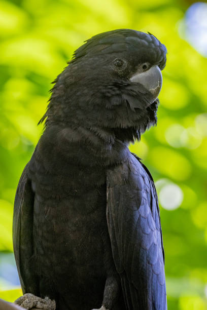 Red-tailed Black Cockatoo in Queensland Australia