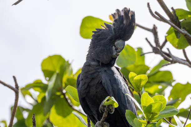 istock Red-tailed Black Cockatoo in Queensland Australia 1423946763