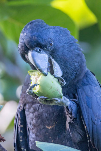 Red-tailed Black Cockatoo in Queensland Australia