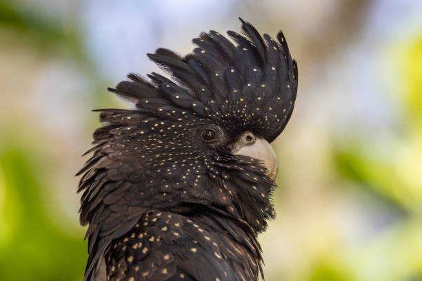 istock Red-tailed Black Cockatoo in Queensland Australia 1423946766