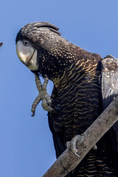 Red-tailed Black Cockatoo in Queensland Australia