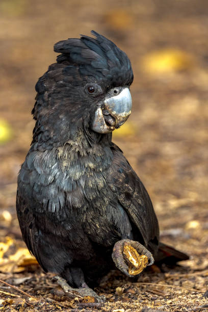 istock Red-tailed Black Cockatoo in Queensland Australia 1423946780