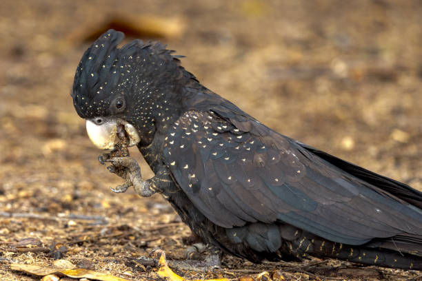 Red-tailed Black Cockatoo in Queensland Australia