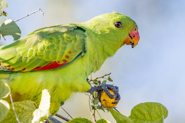 istock Red-winged Parrot in Queensland Australia 1423946810