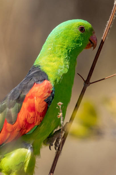 istock Red-winged Parrot in Queensland Australia 1423946839