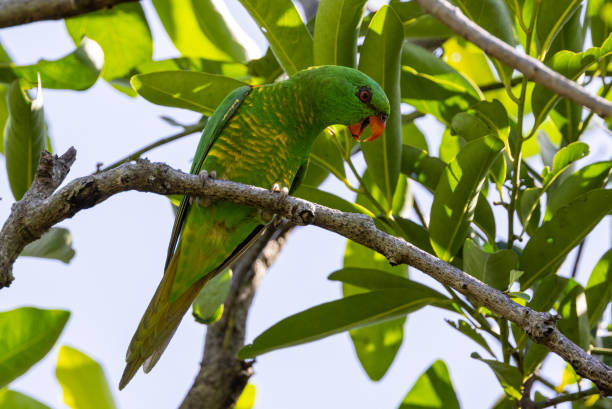 istock Scaly-breasted Lorikeet in Queensland Australia 1423947106