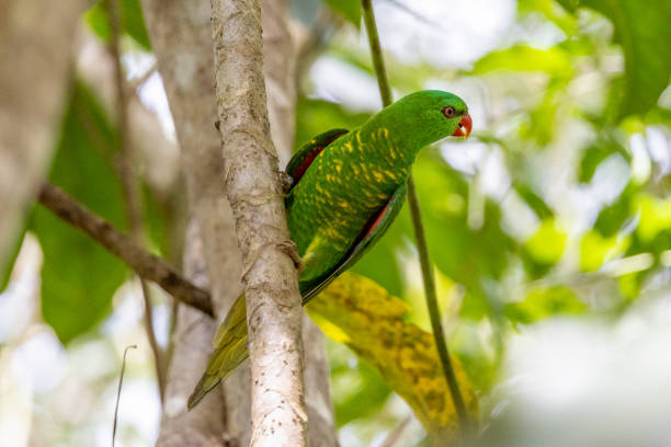 istock Scaly-breasted Lorikeet in Queensland Australia 1423947149