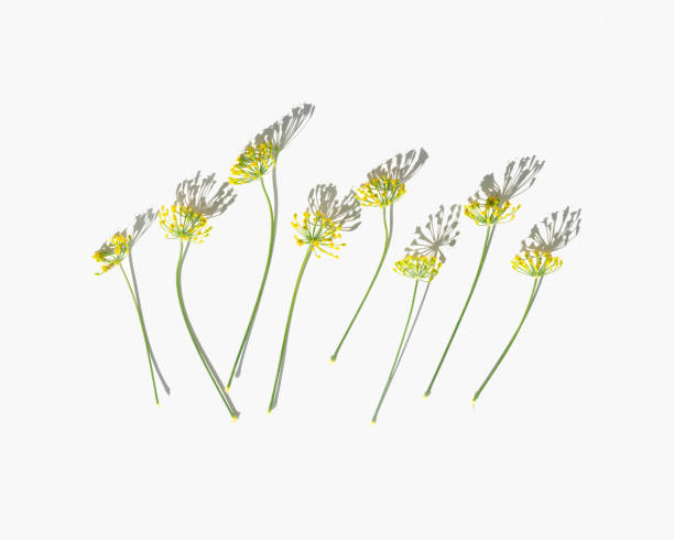 ハーブ植物ディルの自然傘の花は白く隔離されています。創造的な自然な繰り返しパターン、開花フレッシュディル、スパイシーなハーブフェンネル。自然環境背景、太陽の影 - fennel dill flower isolated ストックフォトと画像
