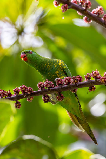istock Scaly-breasted Lorikeet in Queensland Australia 1423947181