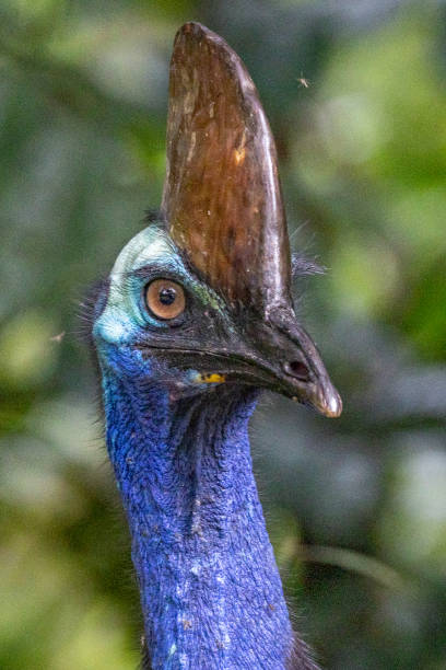 istock Southern Cassowary in Queensland Australia 1423947415