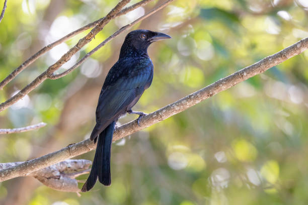 istock Spangled Drongo in Queensland Australia 1423947417