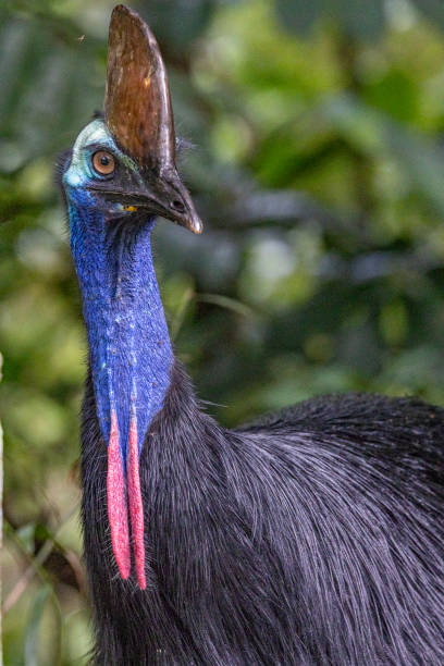 istock Southern Cassowary in Queensland Australia 1423947432