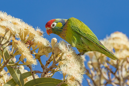 Small and colourful Lorikeet found in Queensland