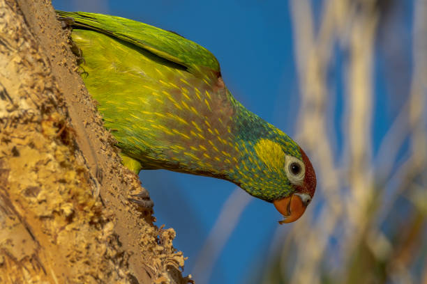 Varied Lorikeet in Queensland Australia