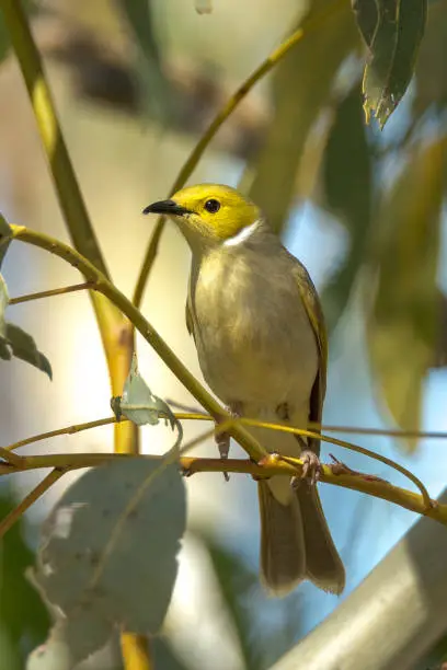 Attractive and gregarious honeyeater with white facial plumes