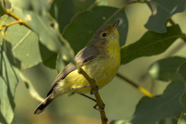 istock White-throated Gerygone in Queensland Australia 1423948303