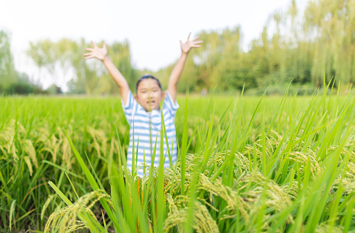 Little girl celebrated the harvest in the rice field