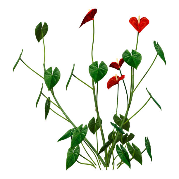 istock 3D Rendering Tropical Flowering Anthuriums on White 1423948713
