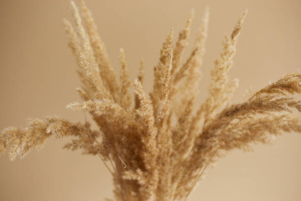 istock Branches of pampas grass in vase on beige background. interior decoration. copy space 1423949229