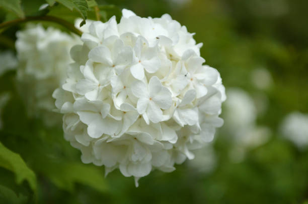 istock Closeup of a white hydrangea flower 1423949256