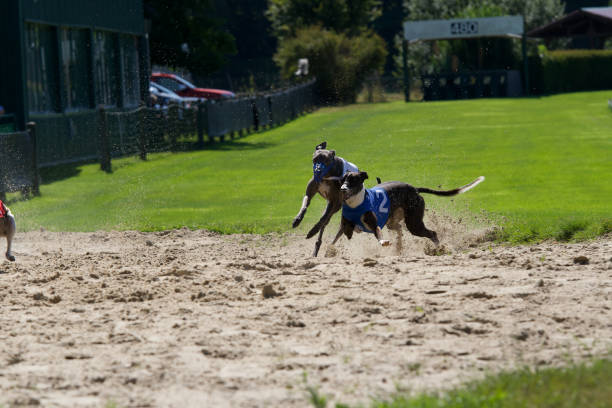 istock 2 whippet dogs fight for beeing number ONE 1423949355