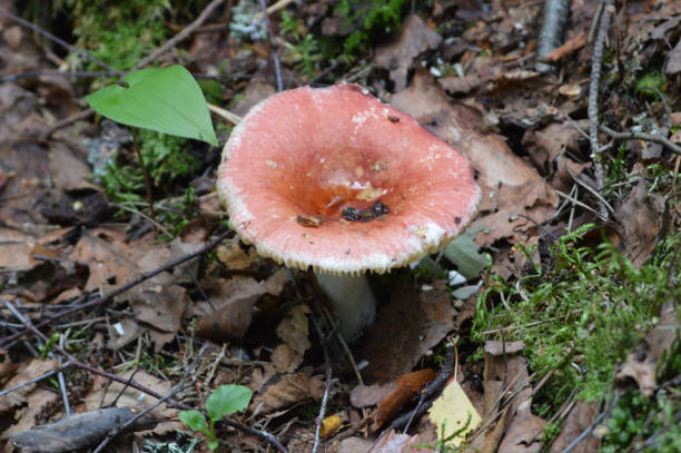 istock Closeup of a red-cap mushroom 1423949596