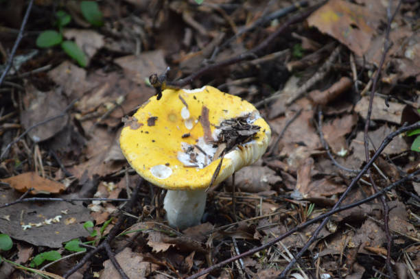 istock Closeup of a yellow mushroom 1423949628