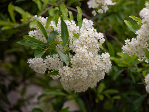 istock Hawthorn bush in flower 1423949712