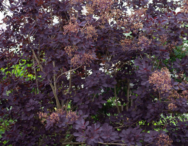 Smoke Bush Royal Purple Smoke bush Royal purple Cotinus Coggygria smoke bush blooming stock pictures, royalty-free photos & images